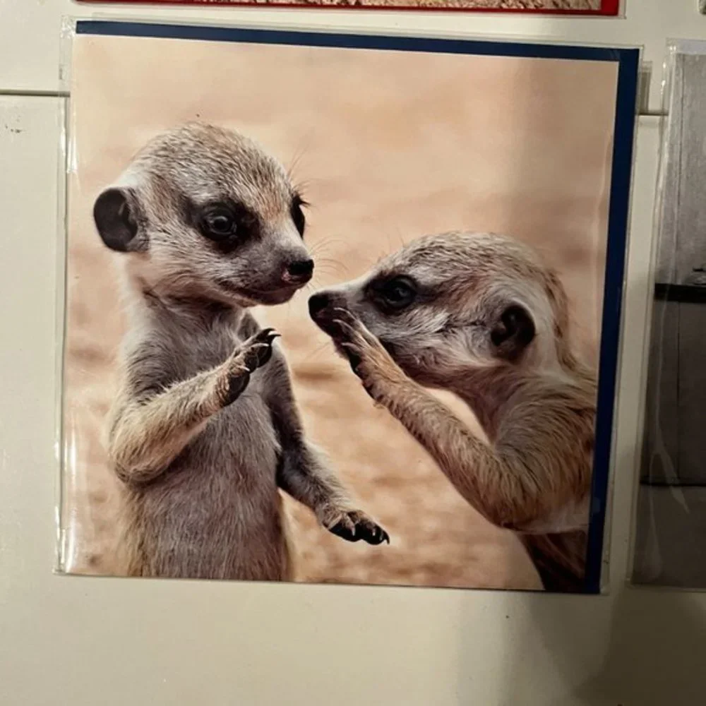 Blank Greeting Cards‎ - Set of 4 - Animal Themed (new) (home/x)